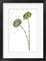 Botany Flower V Framed Print
