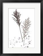 Botany Flower VI Framed Print