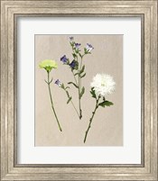 Framed Pretty Pressed Flowers I