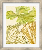 Framed Vintage Seaweed Collection I