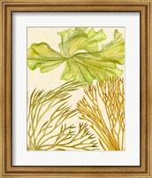 Framed Vintage Seaweed Collection I
