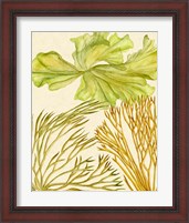 Framed 'Vintage Seaweed Collection I' border=