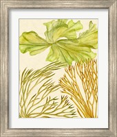 Framed 'Vintage Seaweed Collection I' border=
