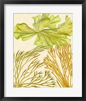 Vintage Seaweed Collection I Framed Print