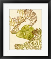 Framed 'Vintage Seaweed Collection II' border=