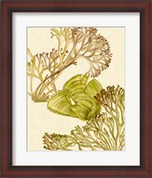 Framed Vintage Seaweed Collection II