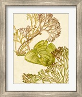 Framed 'Vintage Seaweed Collection II' border=