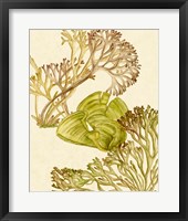 Vintage Seaweed Collection II Framed Print