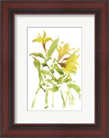 Framed Watercolor Lilies I