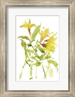 Framed Watercolor Lilies I