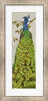 Framed Vintage Peacock II
