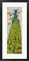 Vintage Peacock II Framed Print