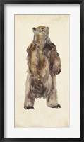 Framed Brown Bear Stare I