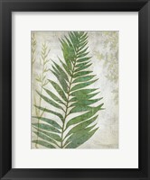 Framed Frond I