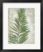 Framed Frond I