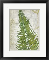 Frond II Framed Print