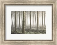 Framed Small Woodland