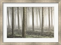 Framed Small Woodland