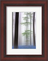 Framed Foggy Forest