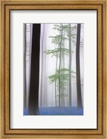 Framed Foggy Forest