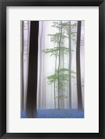 Framed Foggy Forest