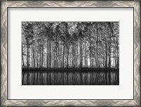 Framed Pointillism Nature