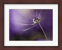 Framed In Shades Of Purple