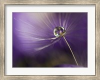 Framed In Shades Of Purple