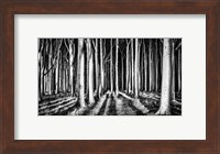 Framed Ghost Forest