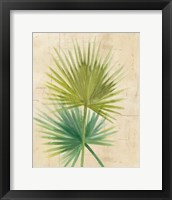 Framed Fan Palm