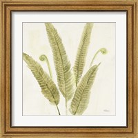 Framed 'Forest Ferns II' border=