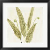 Framed 'Forest Ferns II' border=