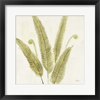 Framed Forest Ferns II