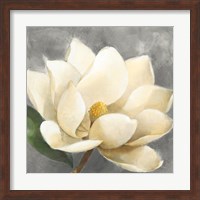 Framed Magnolia Blossom on Gray