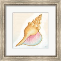 Framed 'Boardwalk Conch' border=