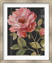 Framed Harmonious Rose Black