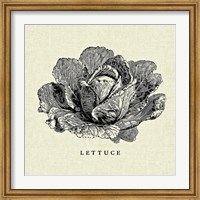 Framed Linen Vegetable BW Sketch Lettuce