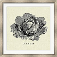 Framed Linen Vegetable BW Sketch Lettuce