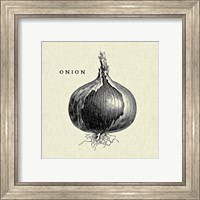 Framed 'Linen Vegetable BW Sketch Onion' border=