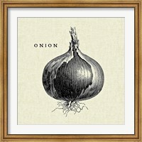 Framed Linen Vegetable BW Sketch Onion
