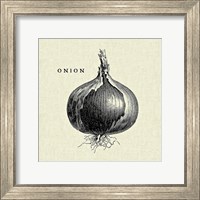 Framed Linen Vegetable BW Sketch Onion