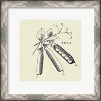 Framed 'Linen Vegetable BW Sketch Peas' border=