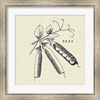 Framed Linen Vegetable BW Sketch Peas