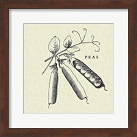 Framed Linen Vegetable BW Sketch Peas