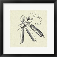 Framed Linen Vegetable BW Sketch Peas