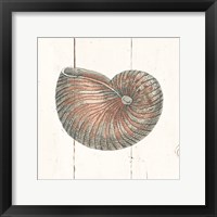 Framed Shell Sketches III Shiplap