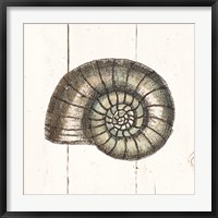 Framed Shell Sketches I Shiplap