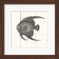 Framed 'Fish Sketches IV Shiplap' border=