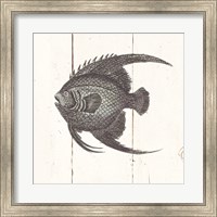 Framed Fish Sketches IV Shiplap