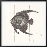 Framed Fish Sketches IV Shiplap